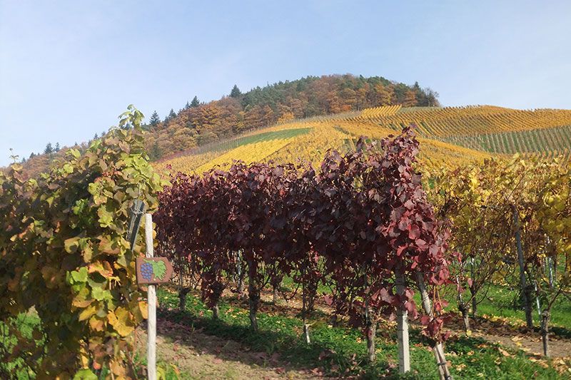 Wanderweg Rotweinpfad in Bühl-Eisental